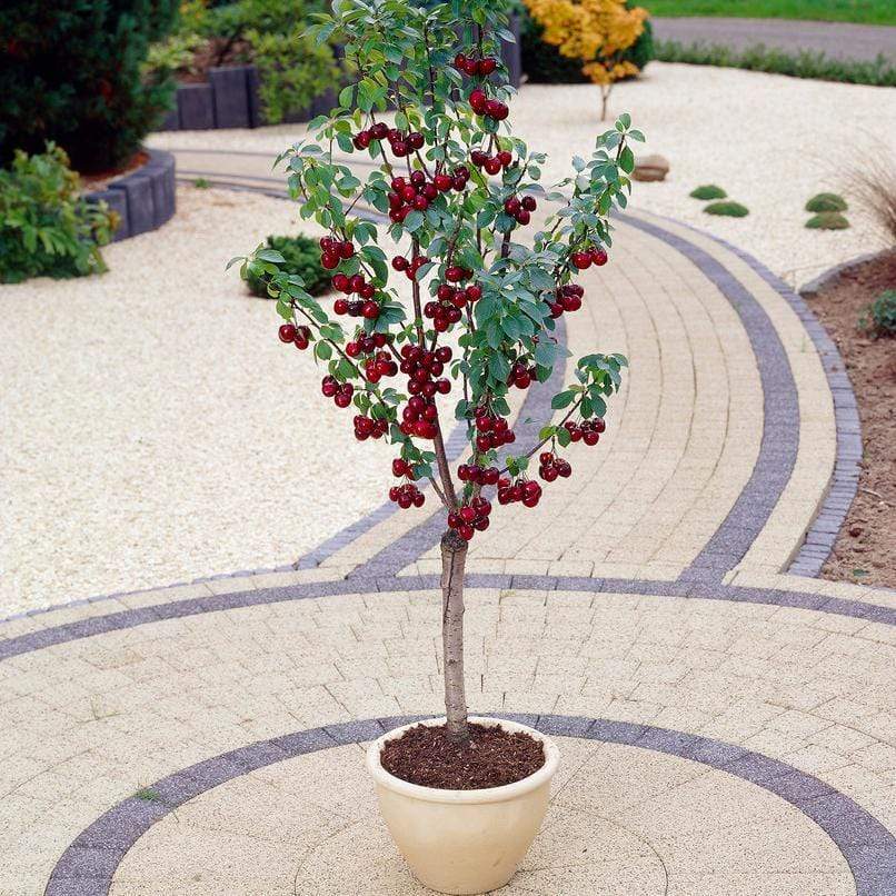 'Stella' Cherry Tree - Image 4