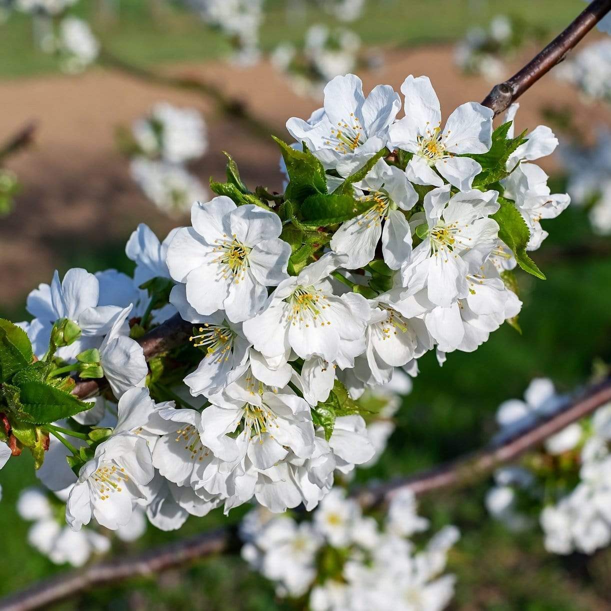 'Stella' Cherry Tree - Image 5