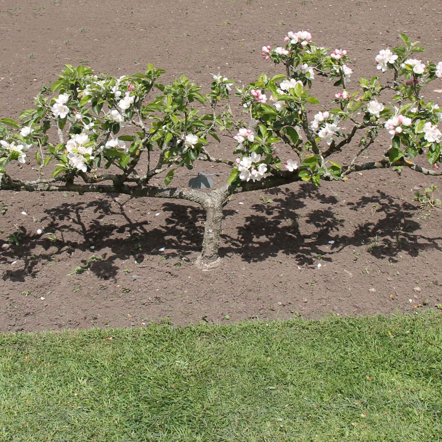 Stepover Apple Tree - Image 2
