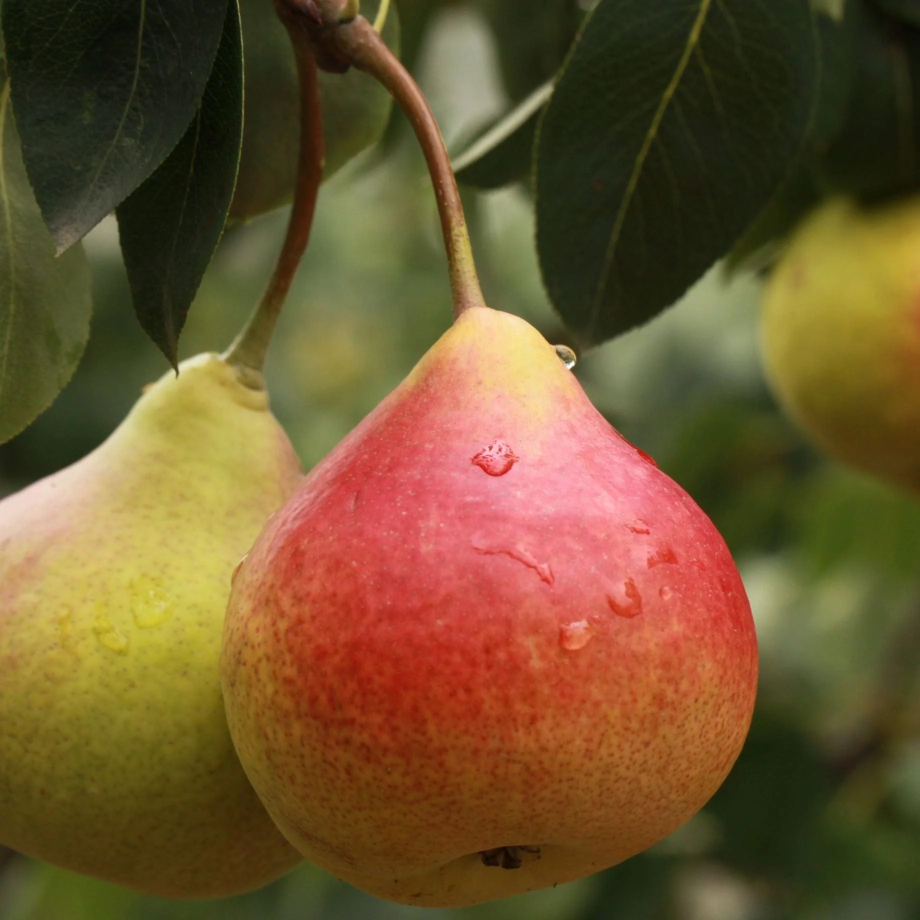 Stepover Pear Tree - Image 2