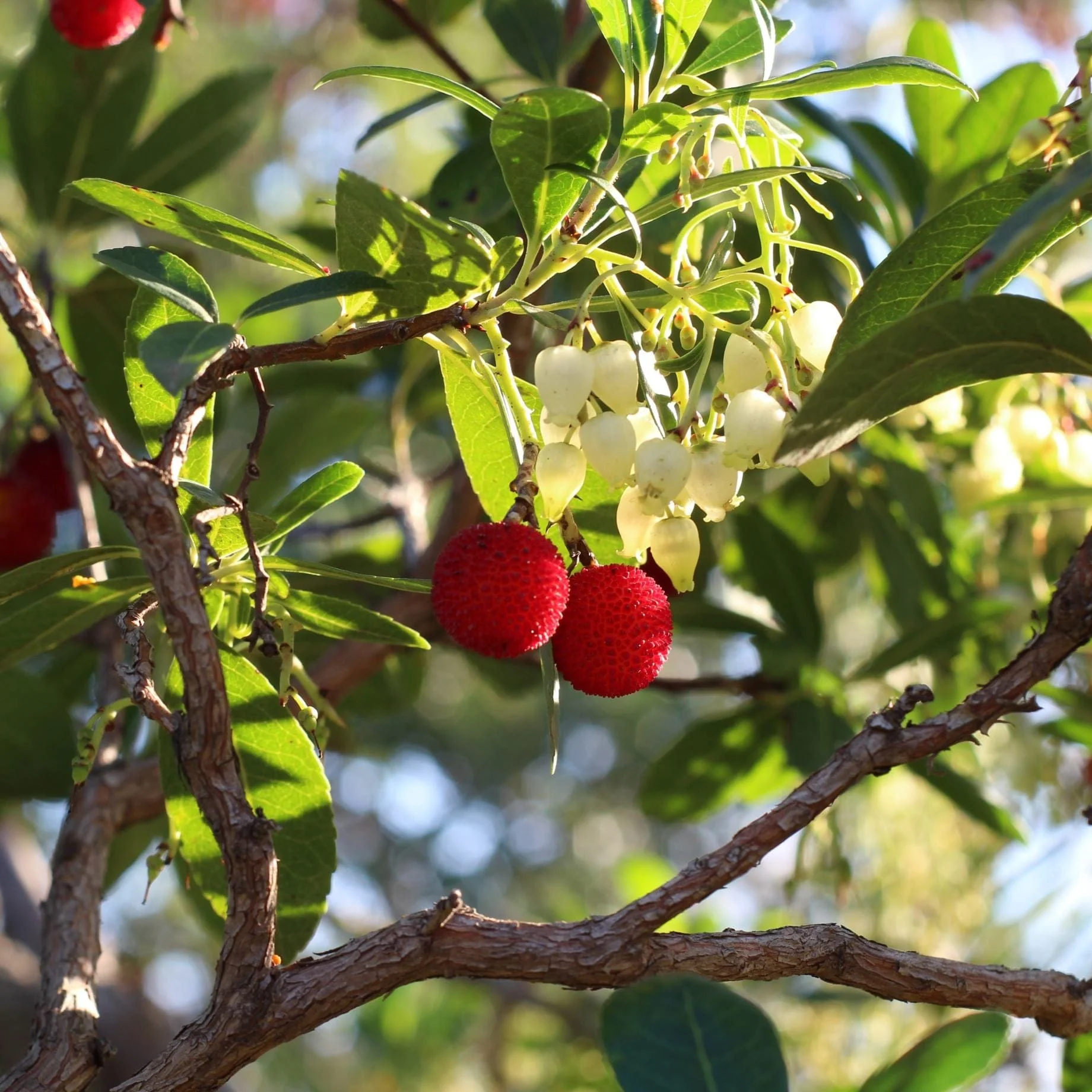 Strawberry Tree | Arbutus unedo