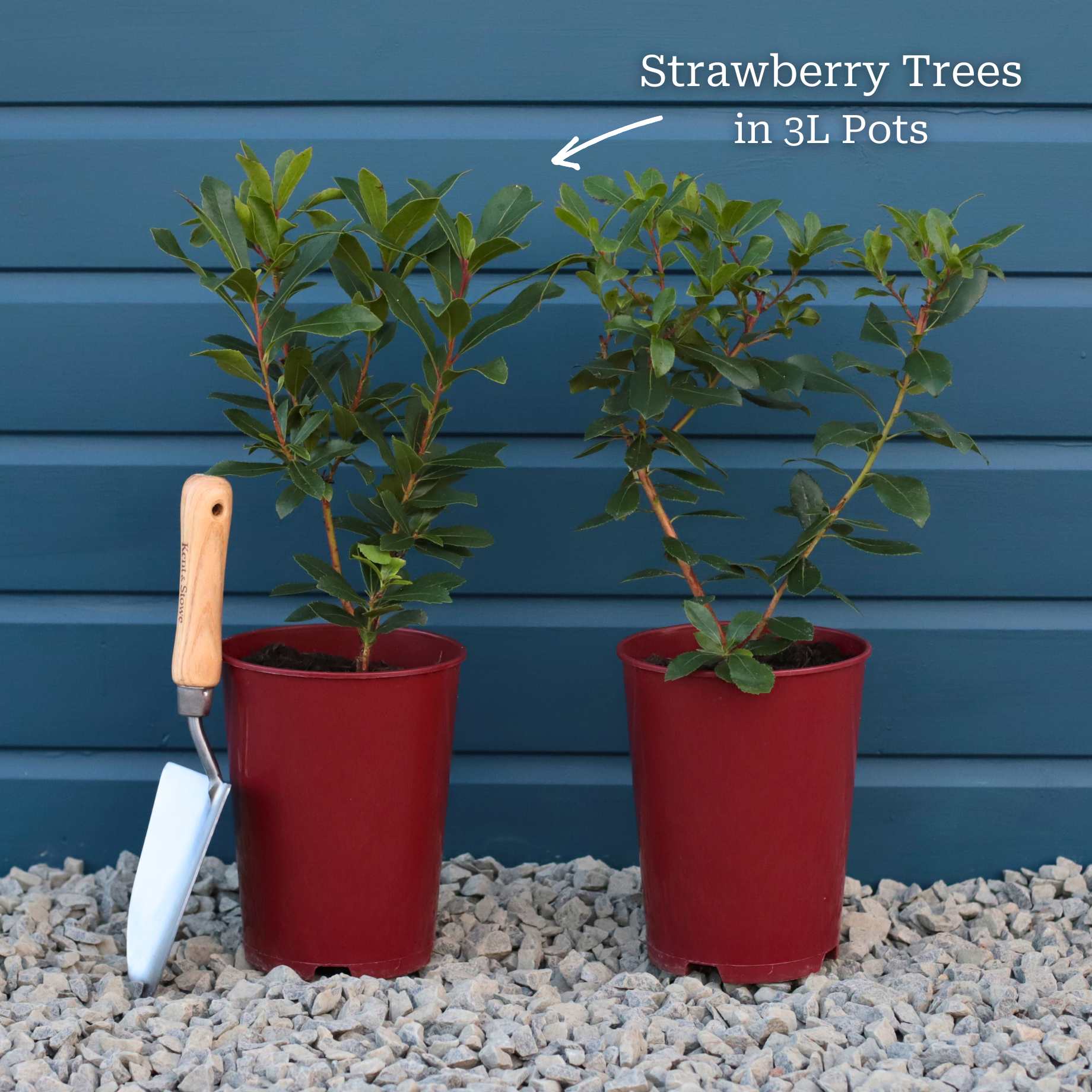 Strawberry Tree | Arbutus unedo - Image 10