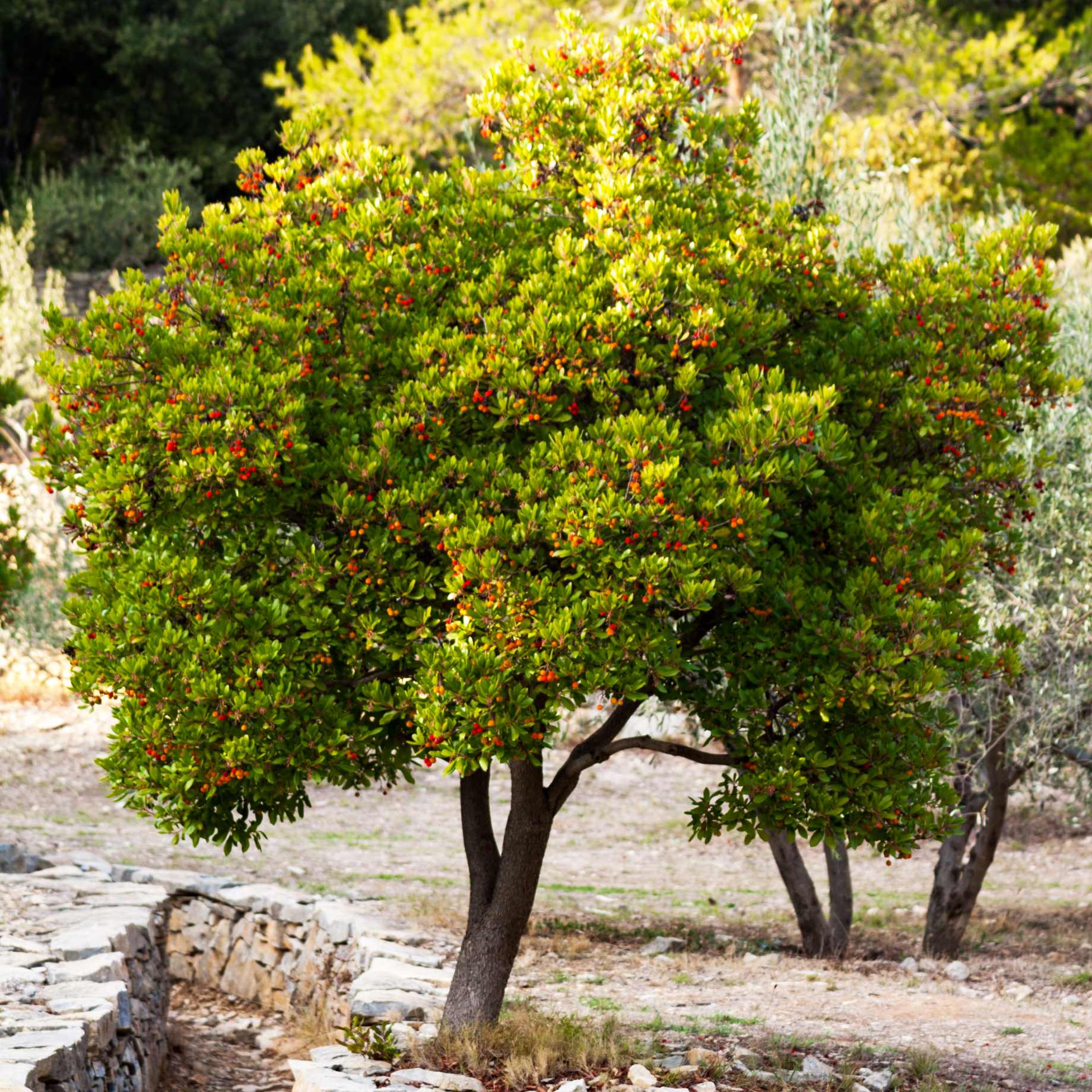 Strawberry Tree | Arbutus unedo - Image 2