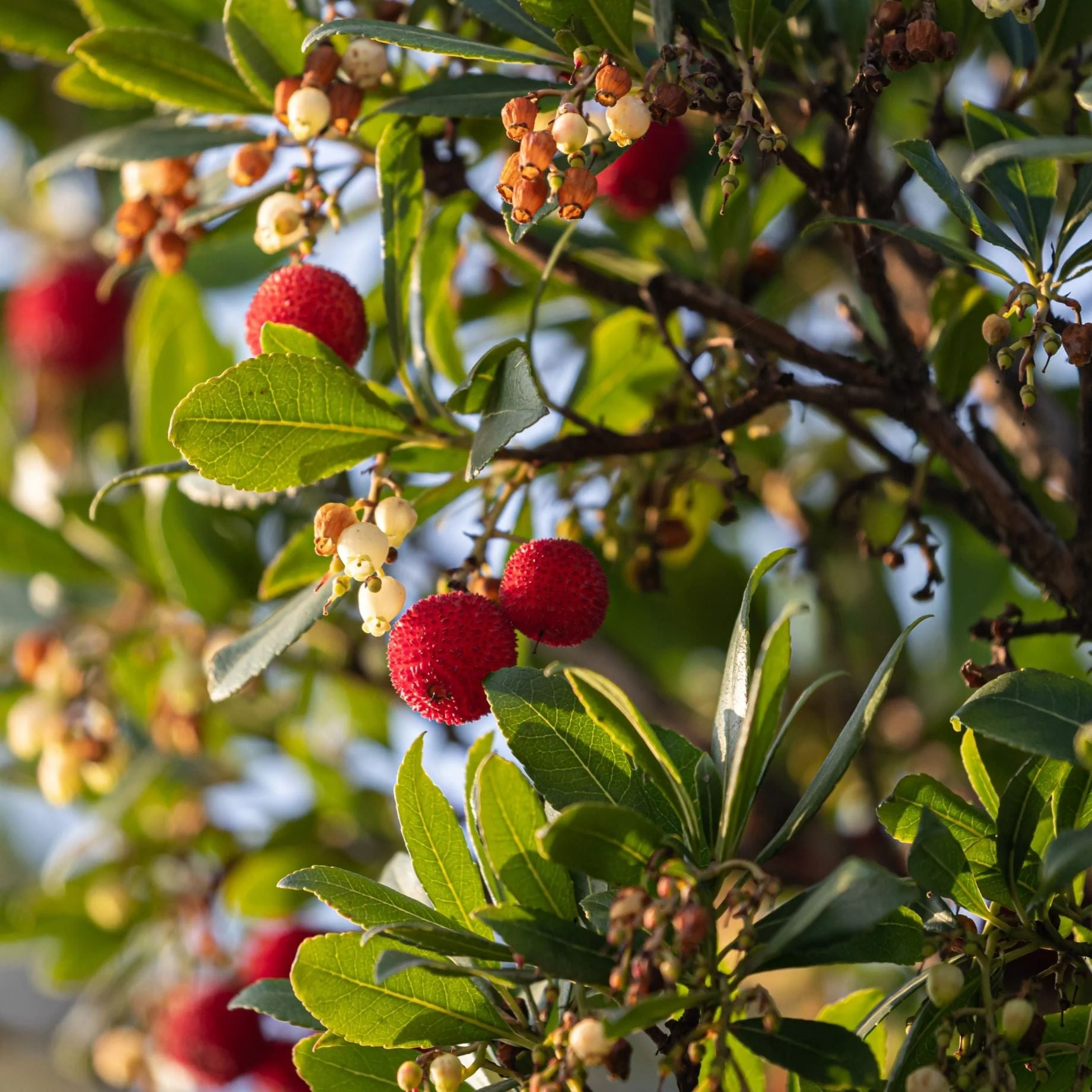 Strawberry Tree | Arbutus unedo - Image 3