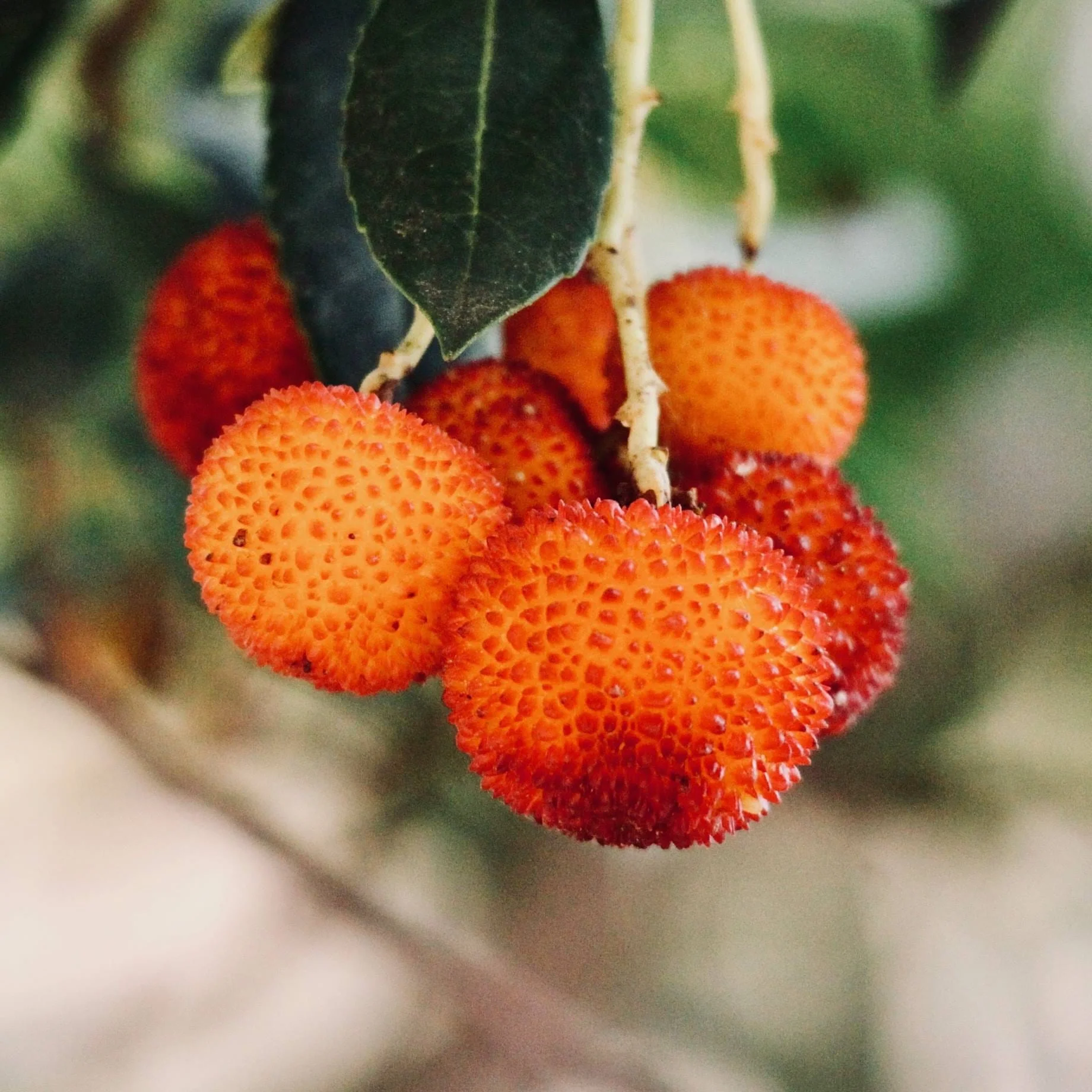 Strawberry Tree | Arbutus unedo - Image 5
