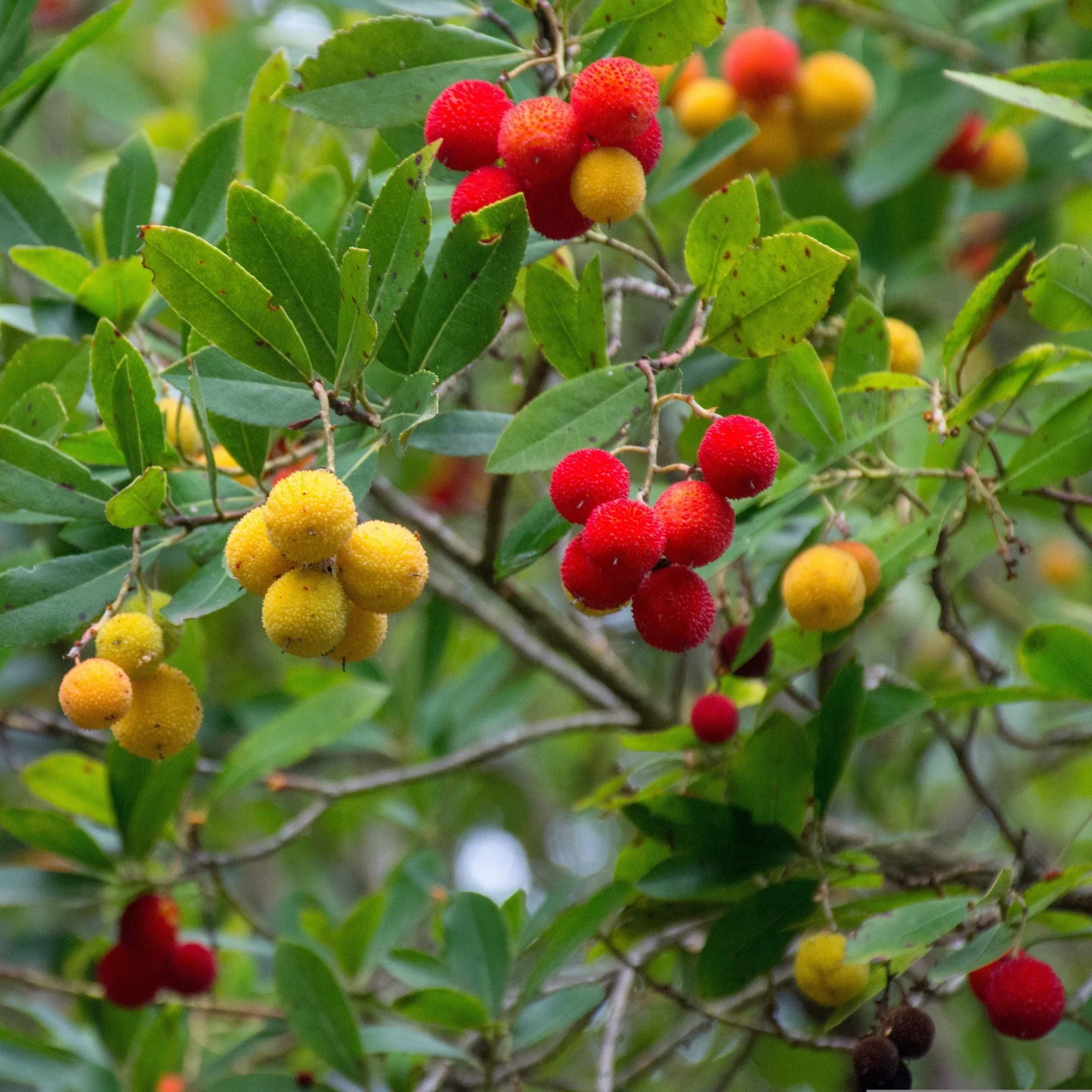 Strawberry Tree | Arbutus unedo - Image 6