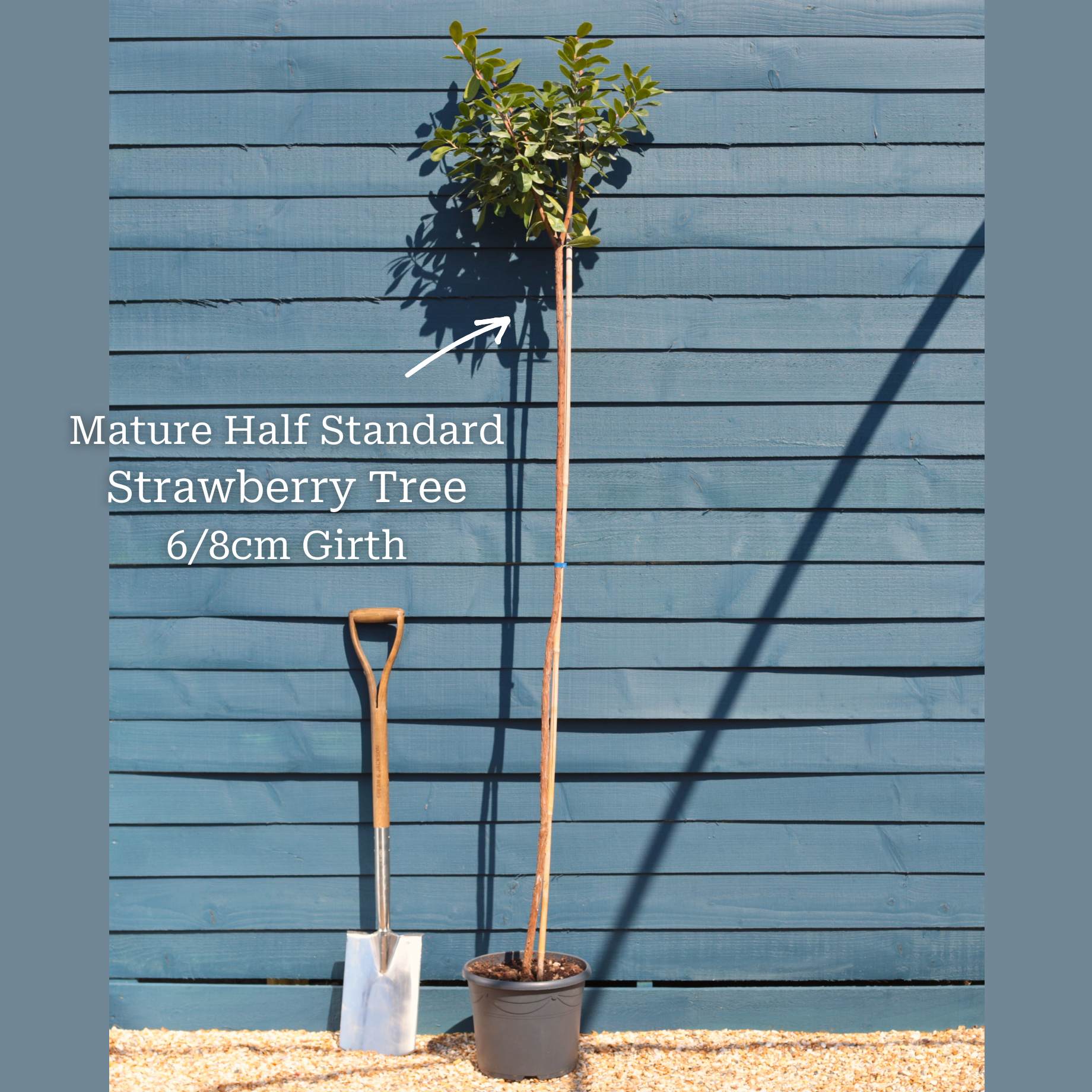 Strawberry Tree | Arbutus unedo - Image 9