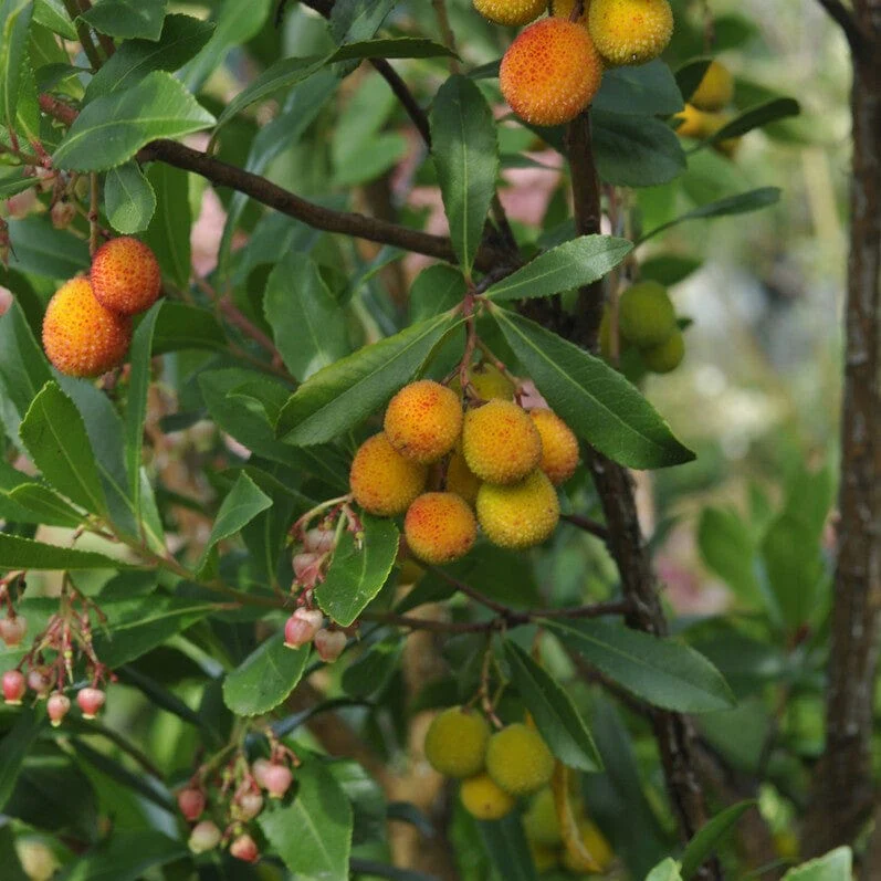 Strawberry Tree | Arbutus unedo 'Rubra'