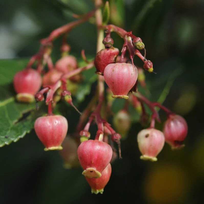 Strawberry Tree | Arbutus unedo 'Rubra' - Image 2