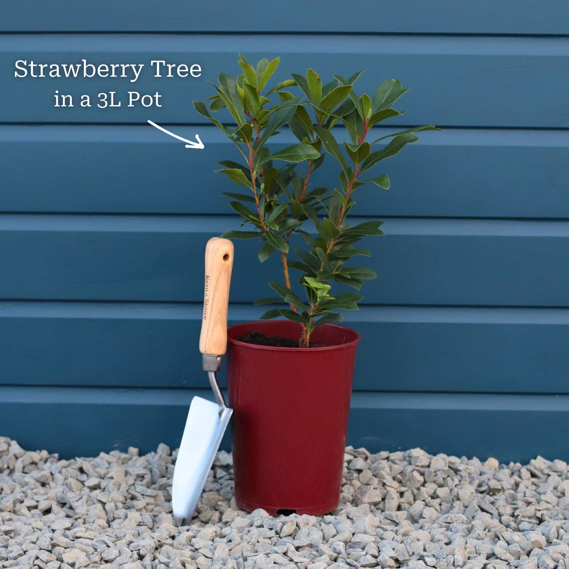 Strawberry Tree | Arbutus unedo - Image 4