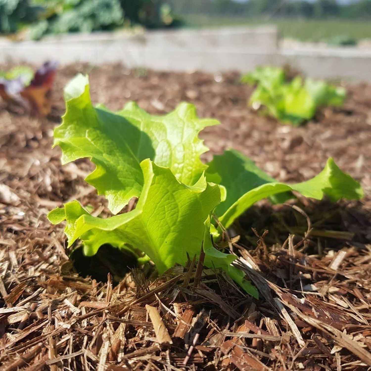 3m² Strulch | The Straw Mulch for Organic Gardening - Image 2