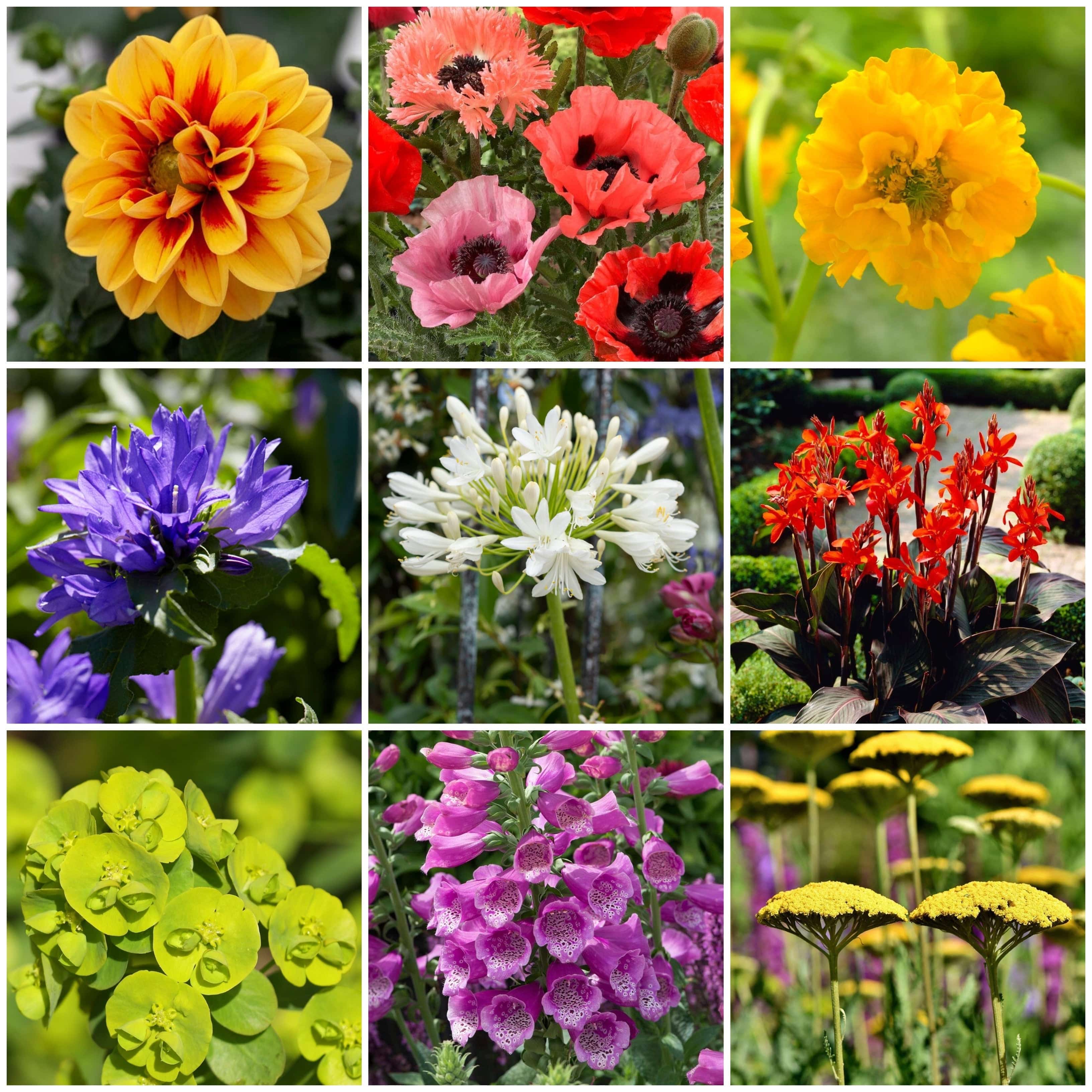 Sun Loving Perennials | Best Plants for Full Sun