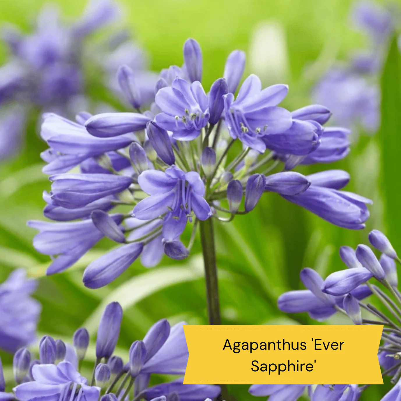 Sun Loving Perennials | Best Plants for Full Sun - Image 10