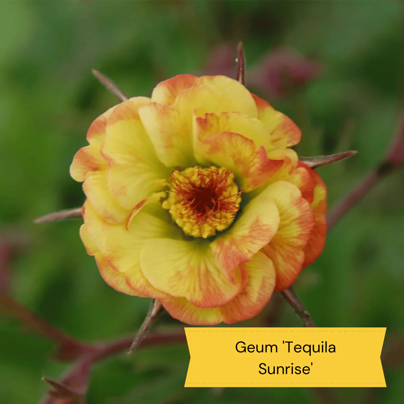 Sun Loving Perennials | Best Plants for Full Sun - Image 13