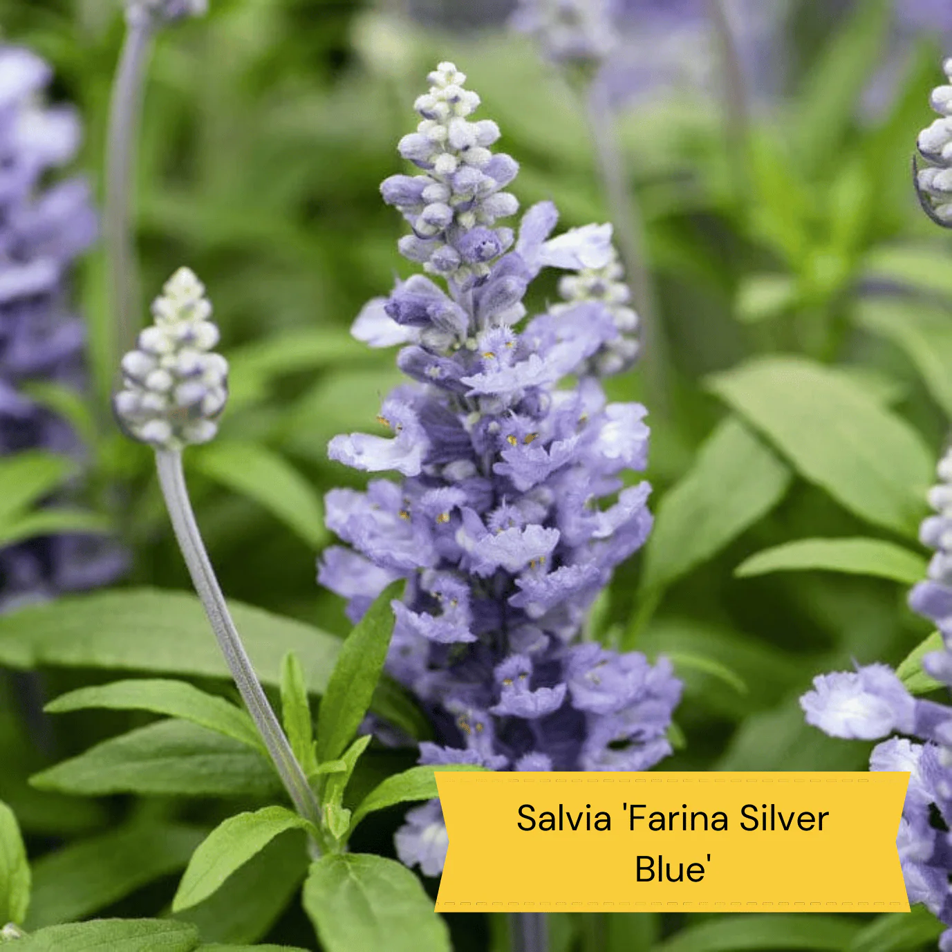 Sun Loving Perennials | Best Plants for Full Sun - Image 2