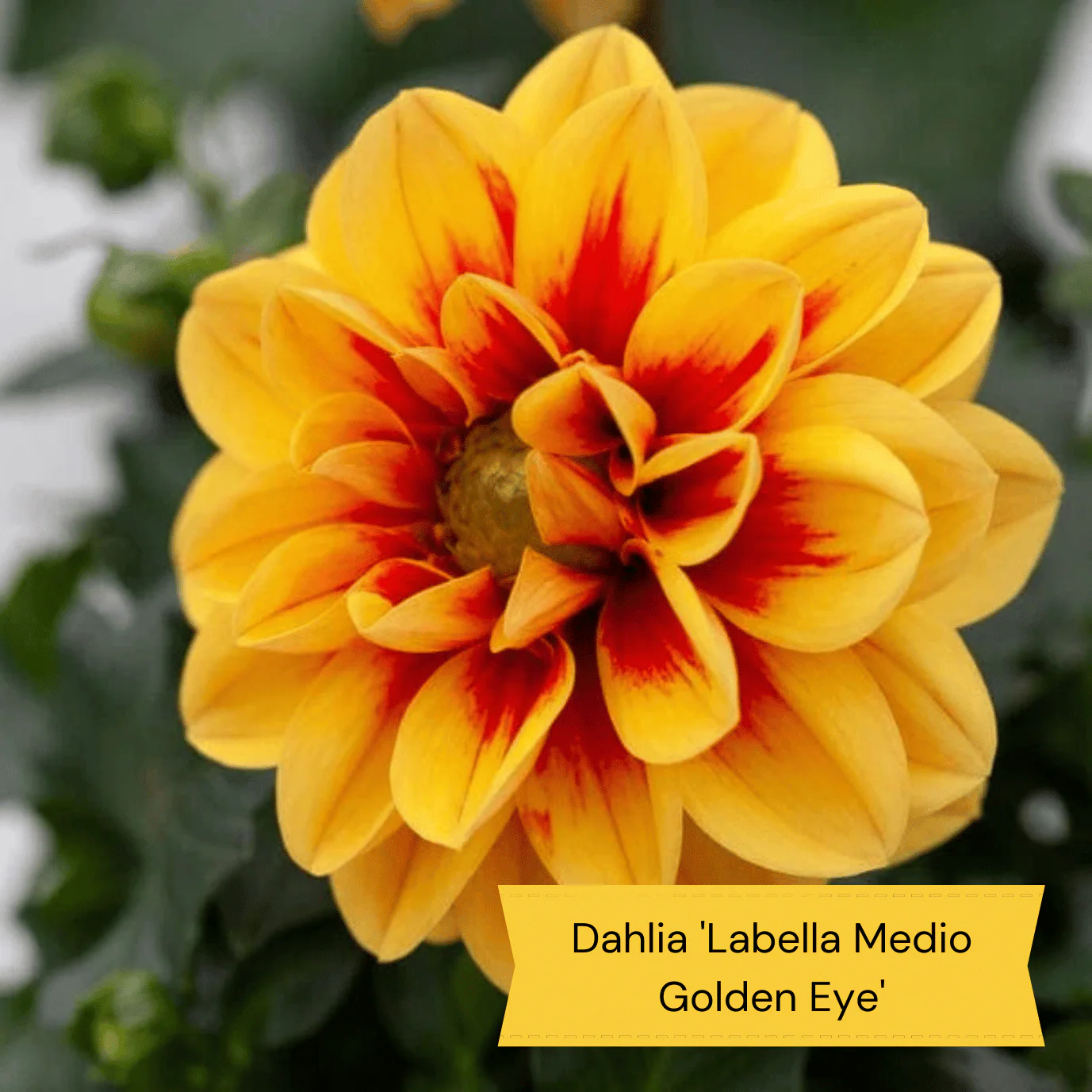 Sun Loving Perennials | Best Plants for Full Sun - Image 3