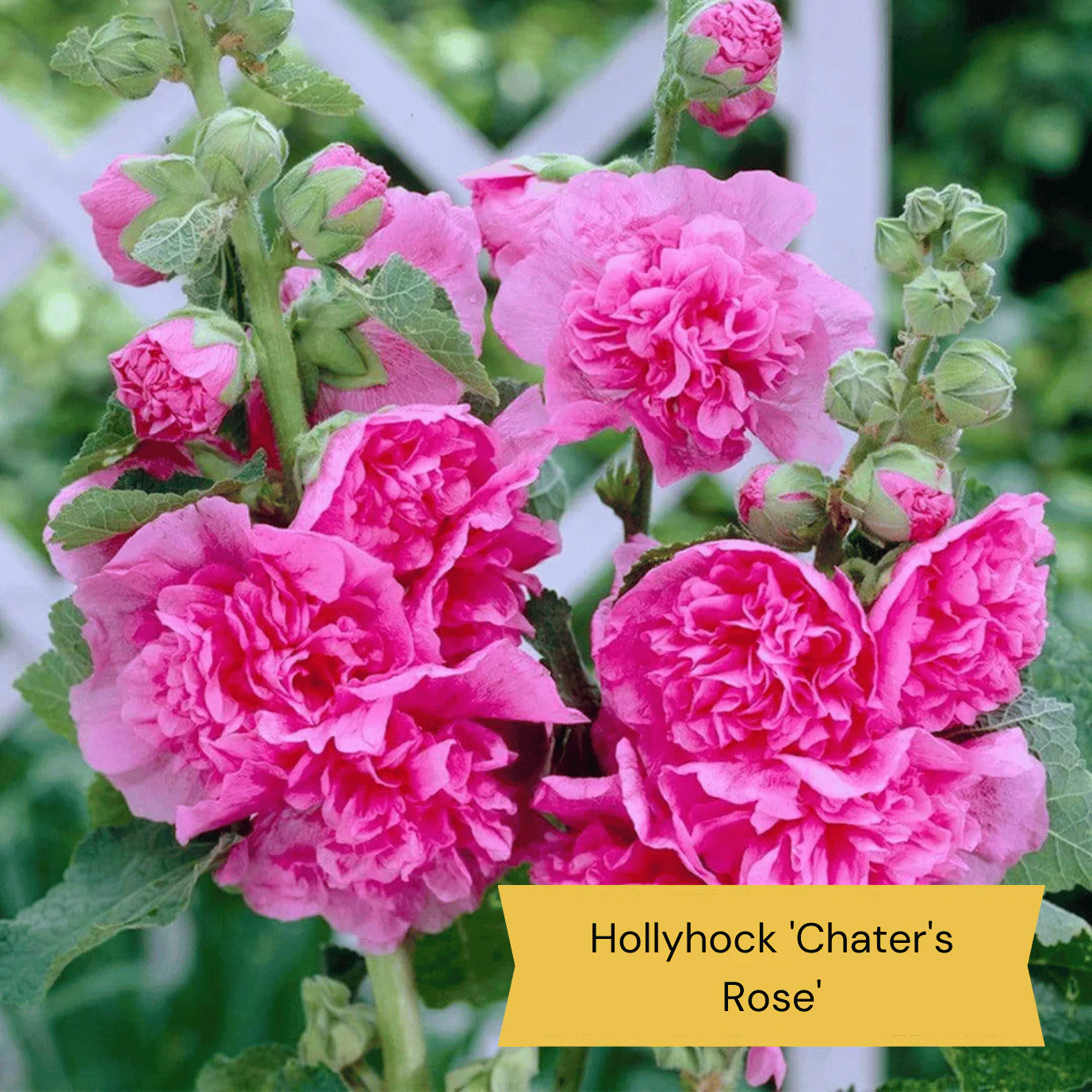 Sun Loving Perennials | Best Plants for Full Sun - Image 5