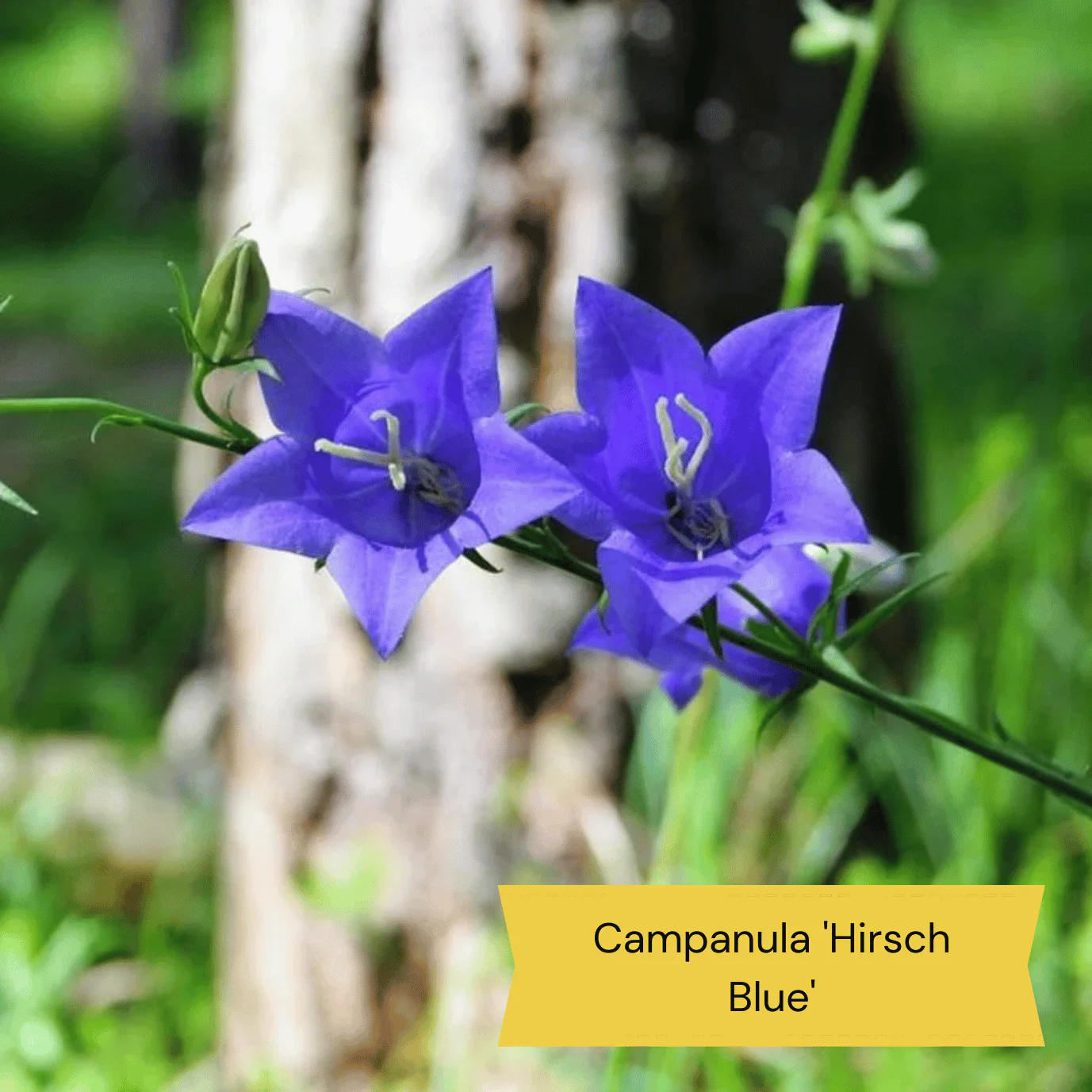 Sun Loving Perennials | Best Plants for Full Sun - Image 6
