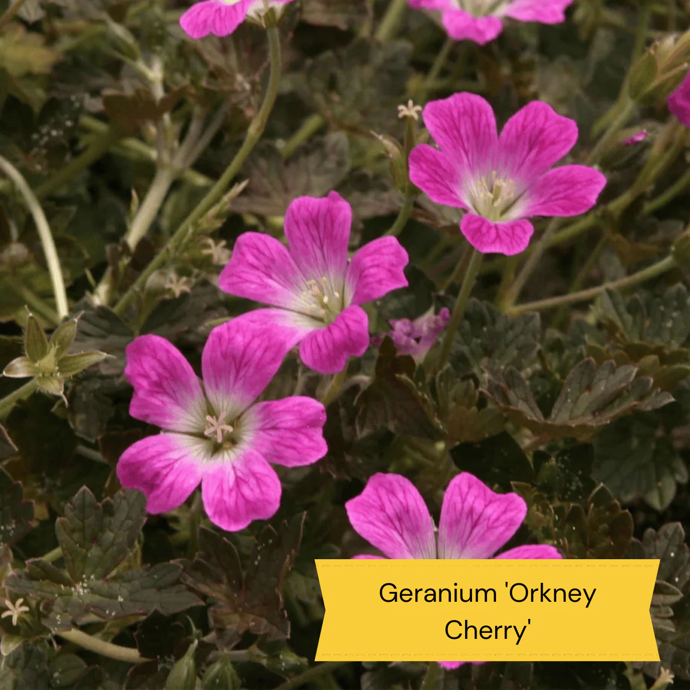 Sun Loving Perennials | Best Plants for Full Sun - Image 7