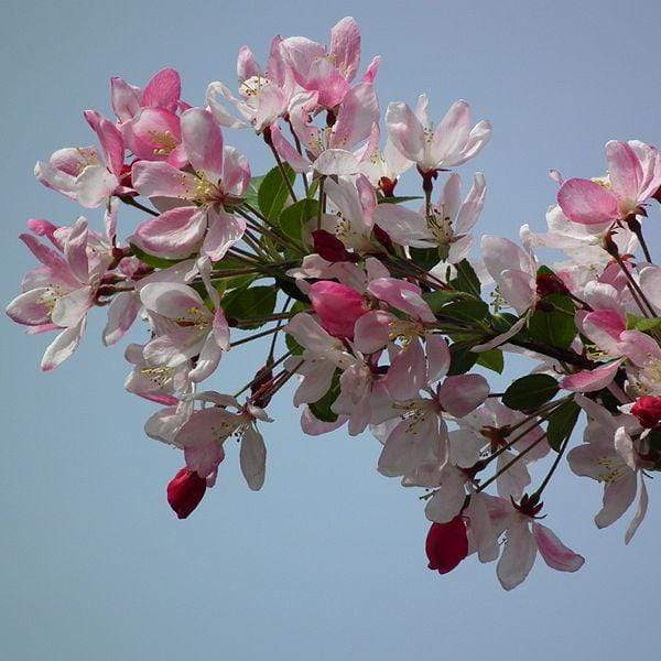 'Sun Rival' Crabapple Tree - Image 4