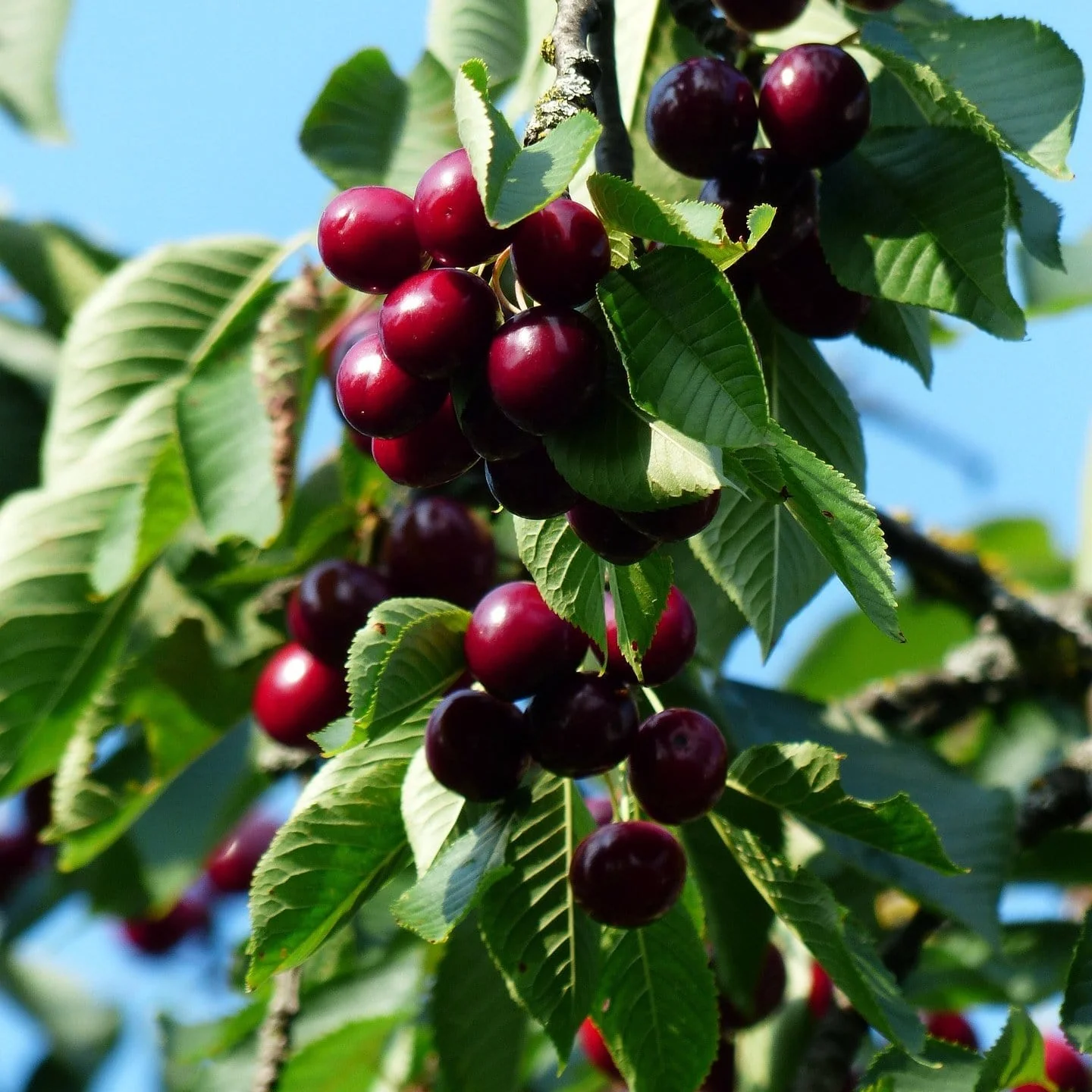 'Sunburst' Cherry Tree - Image 5