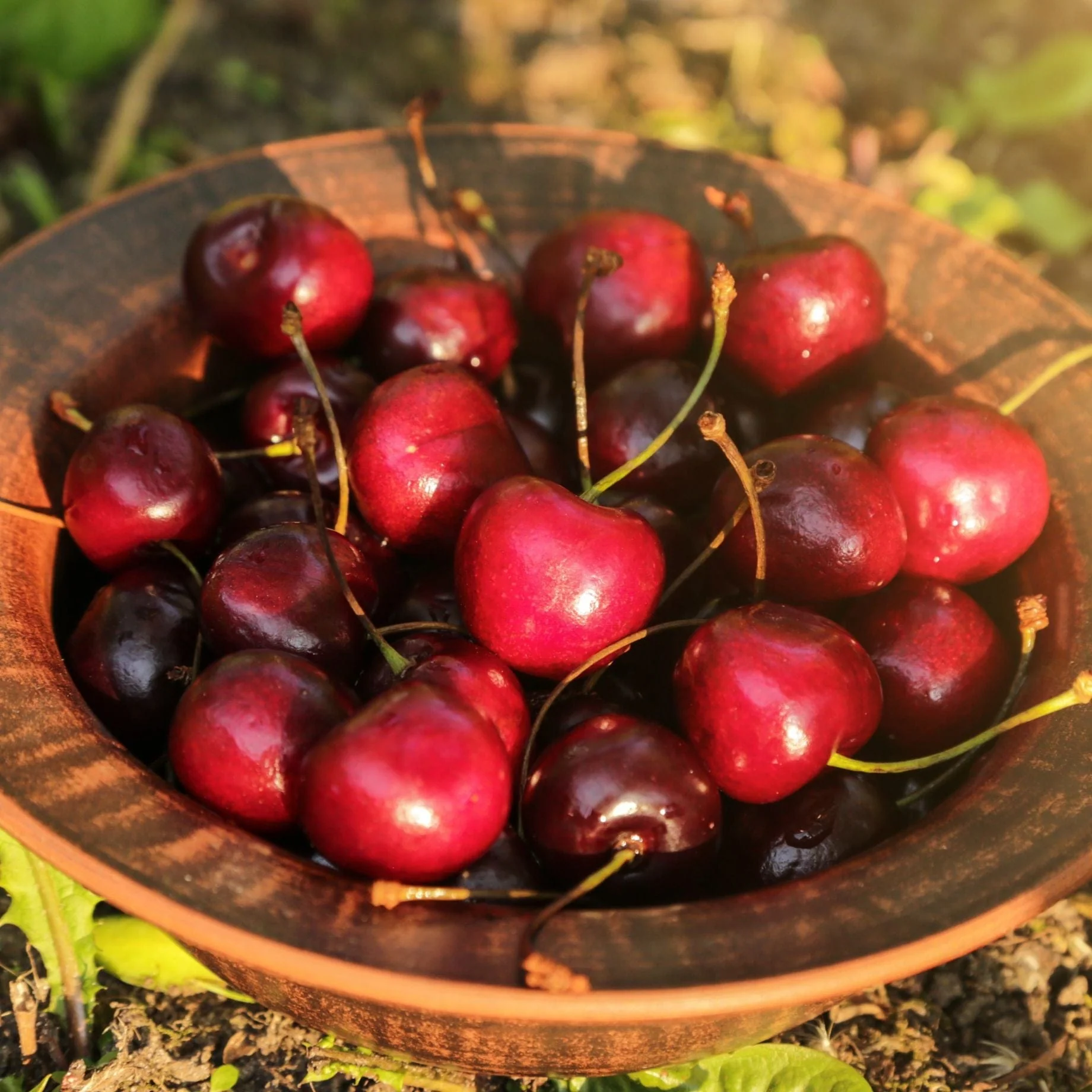 'Sunburst' Cherry Tree - Image 8