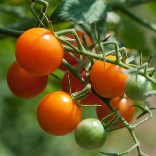 'Sungold' Tomato Plants - Image 3