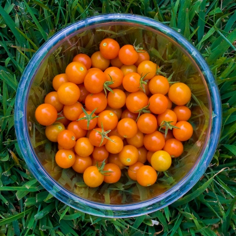 'Sungold' Tomato Plants - Image 4
