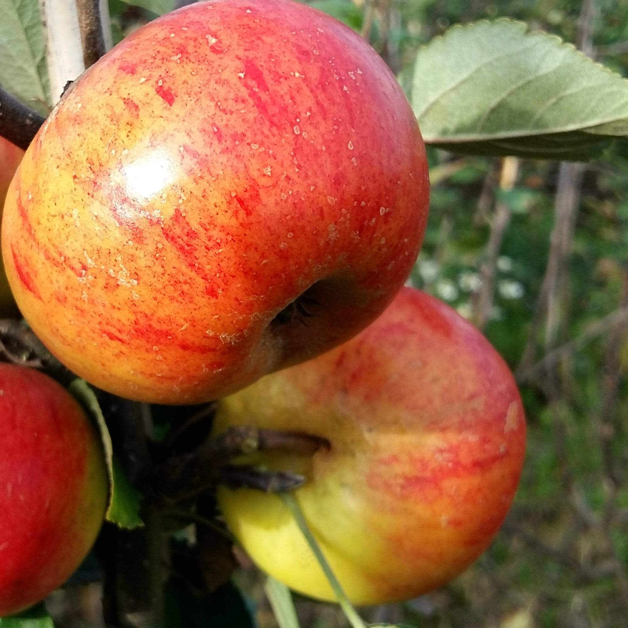 'Sunset' Apple Tree - Image 3
