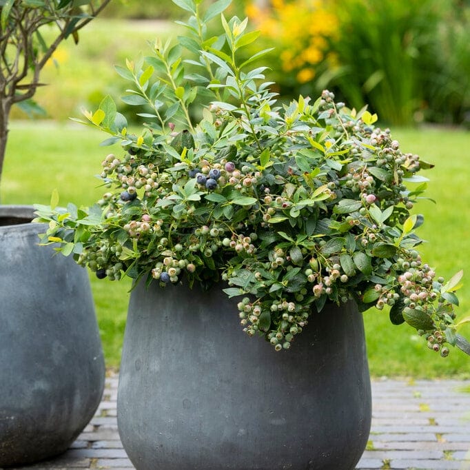 'Sunshine Blue' Evergreen Blueberry Bush - Image 4