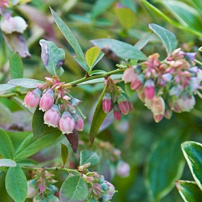 'Sunshine Blue' Evergreen Blueberry Bush - Image 8