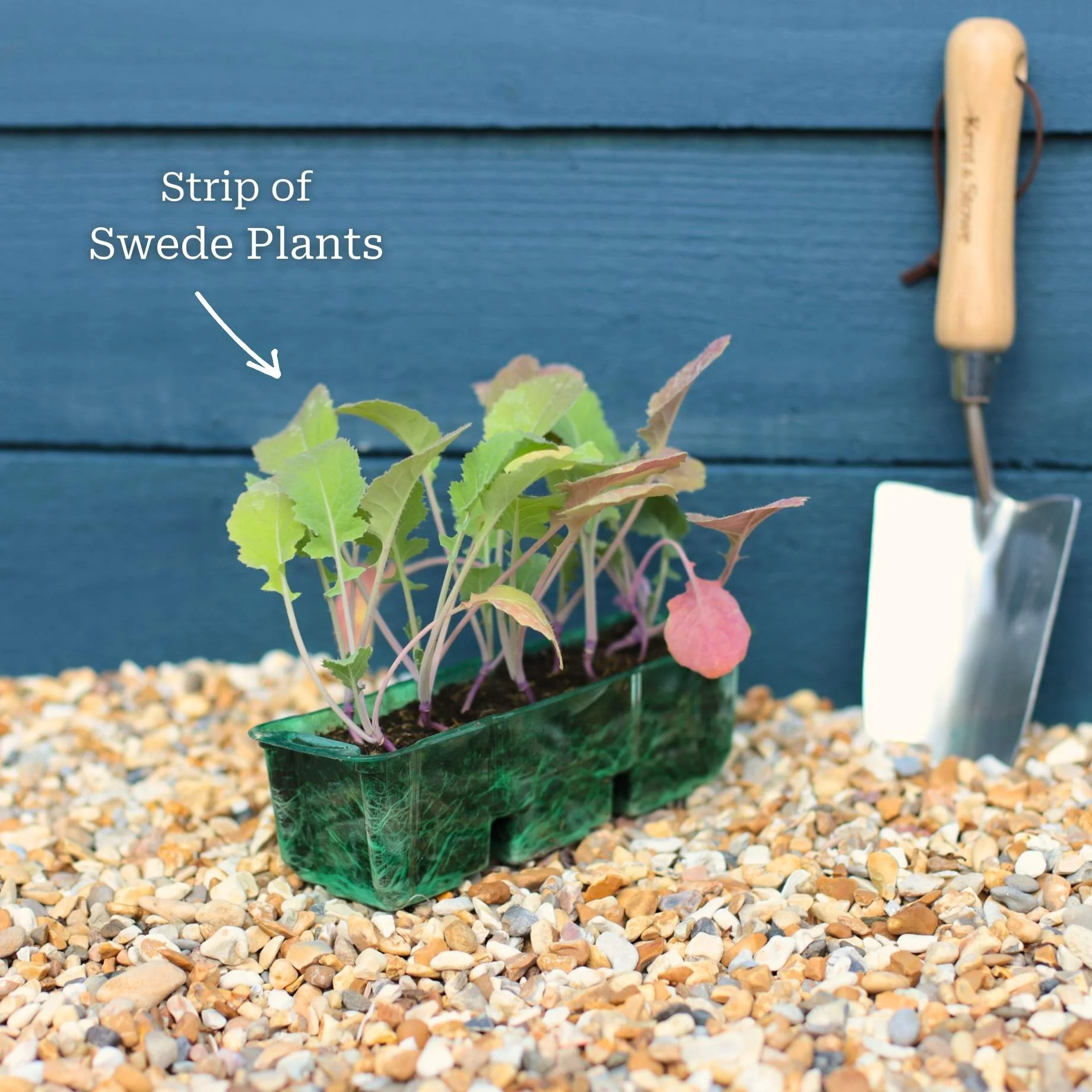 'Marian' Swede Plants - Image 4