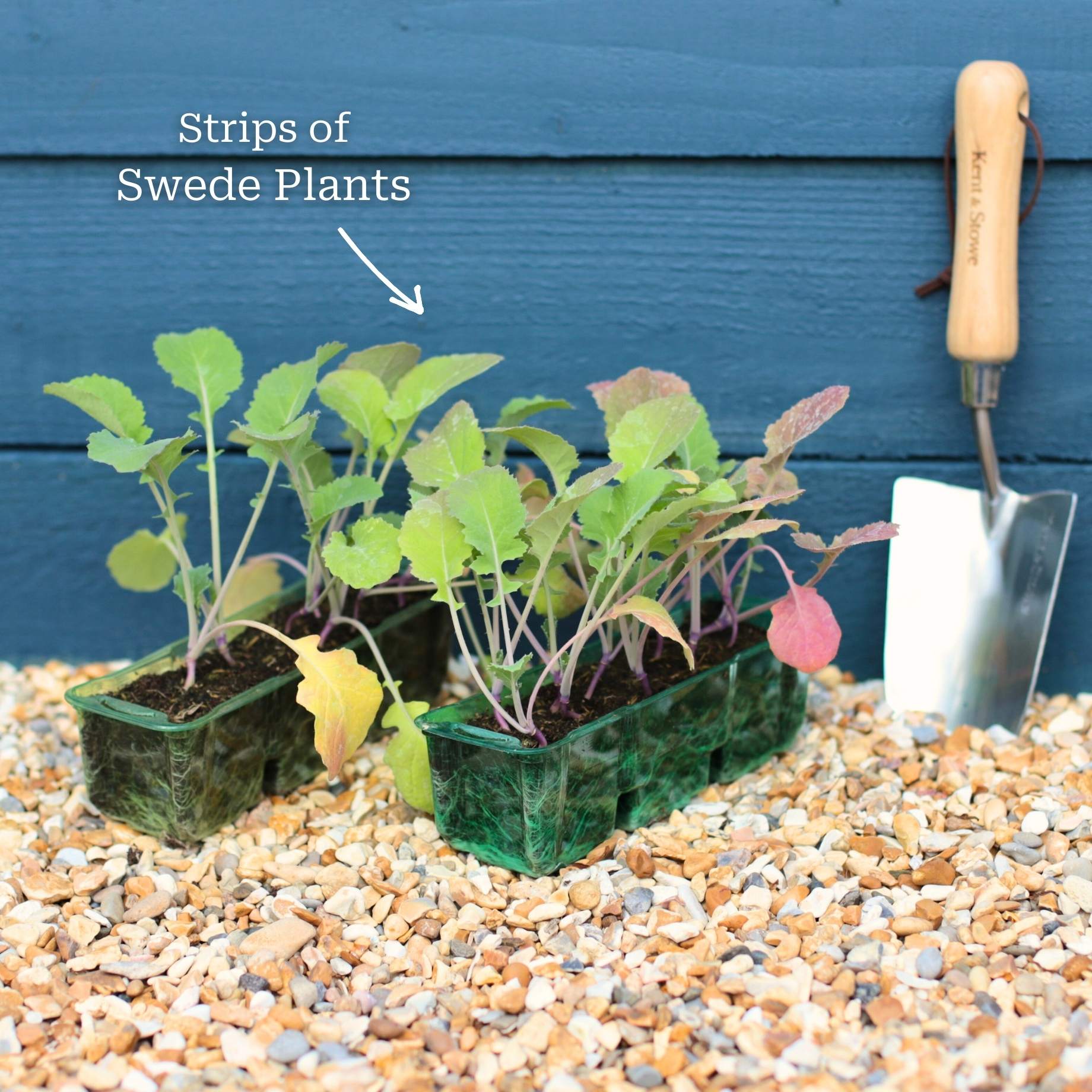 'Marian' Swede Plants - Image 5