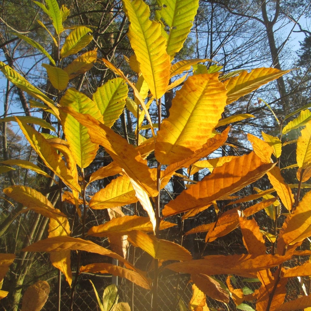 Sweet Chestnut Hedging | Castanea sativa - Image 7