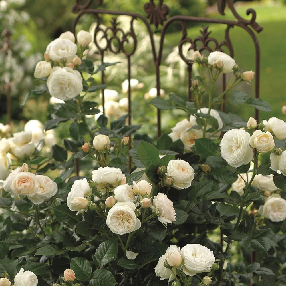 'Sweet Child of Mine' Floribunda Rose - Image 2