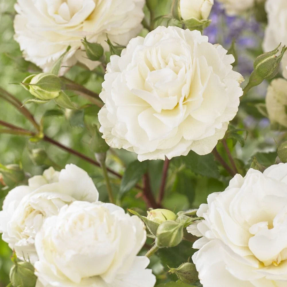 'Sweet Child of Mine' Floribunda Rose - Image 3