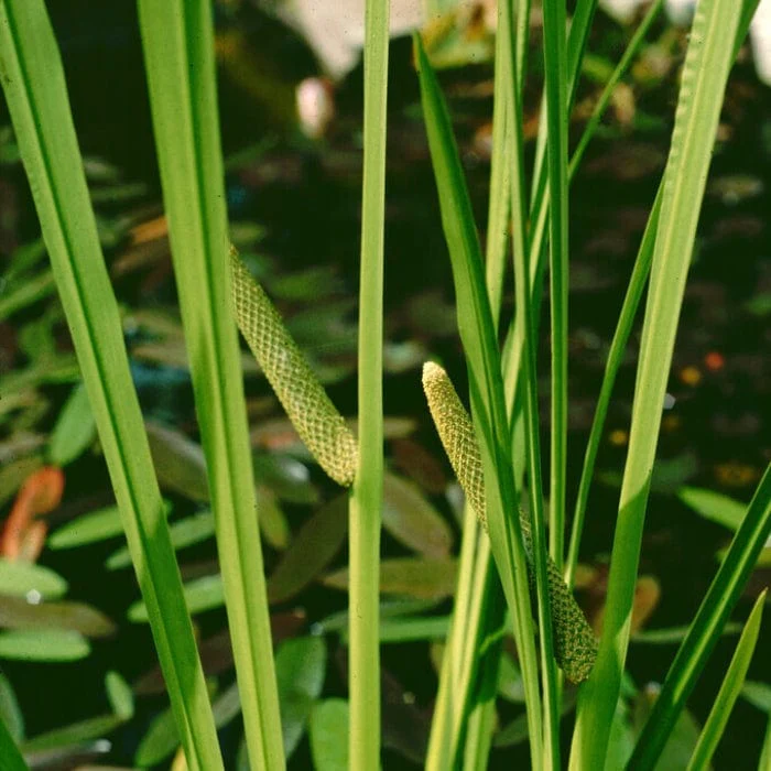 Sweet Flag | Acorus calamus