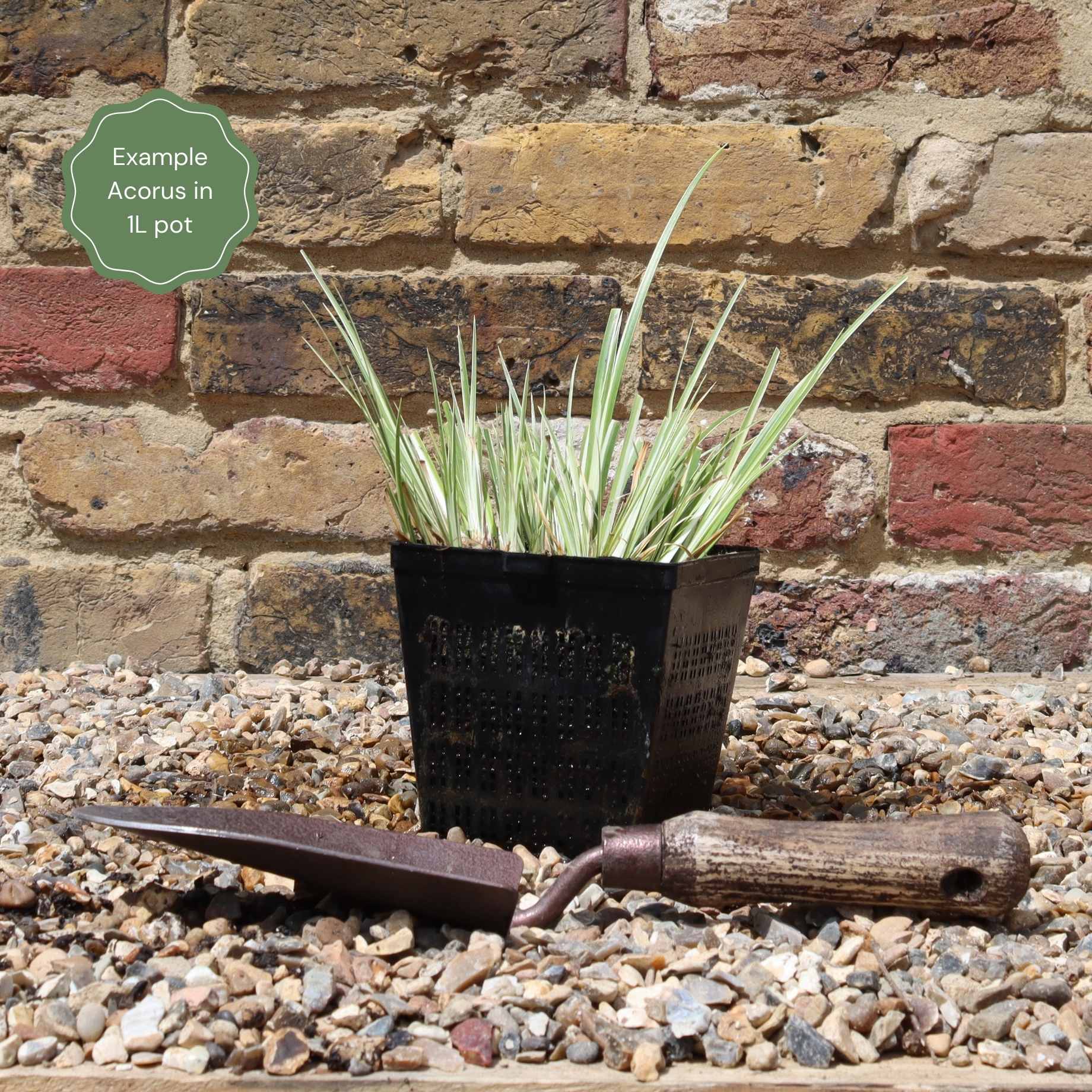 Sweet Flag | Acorus calamus - Image 10