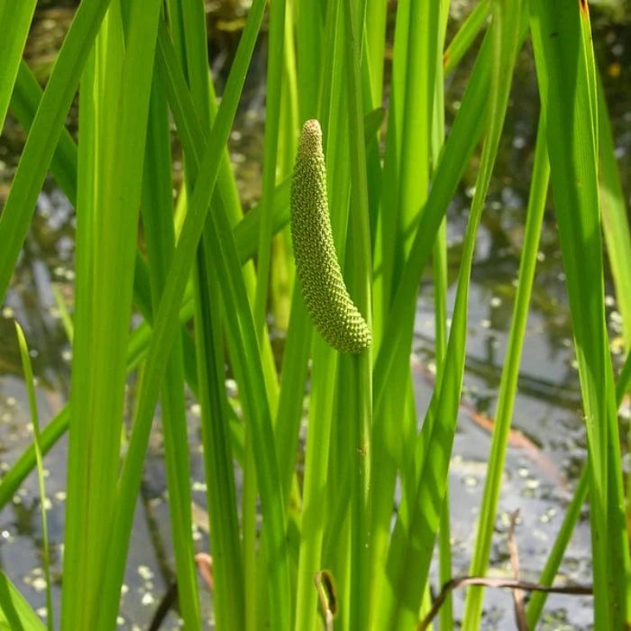 Sweet Flag | Acorus calamus - Image 3