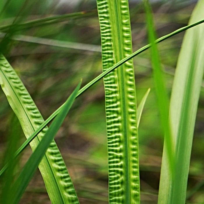Sweet Flag | Acorus calamus - Image 4