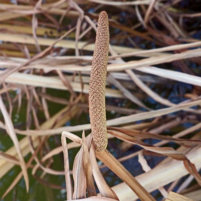 Sweet Flag | Acorus calamus - Image 5