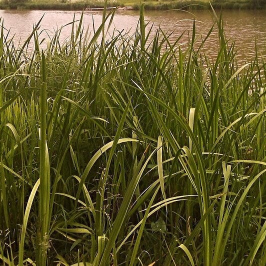 Sweet Flag | Acorus calamus - Image 6