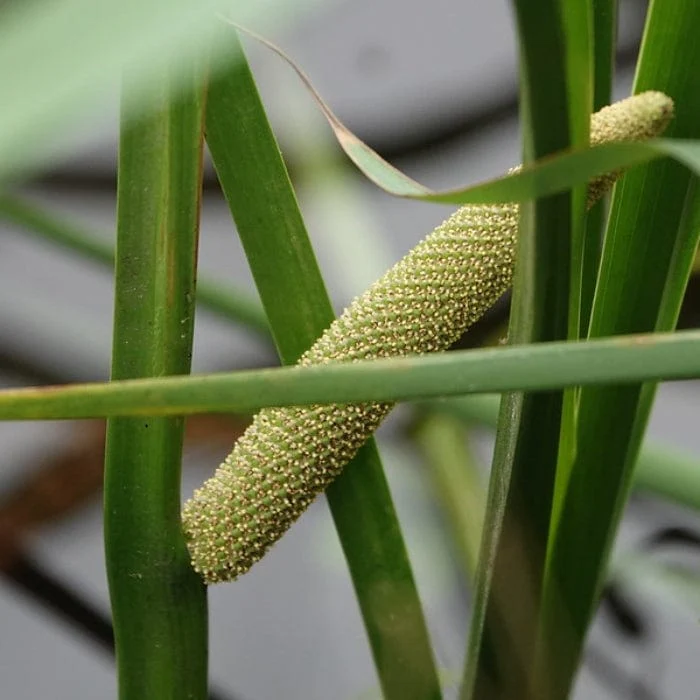 Sweet Flag | Acorus calamus - Image 7