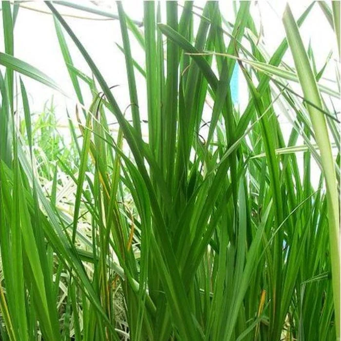 Sweet Flag | Acorus calamus - Image 8