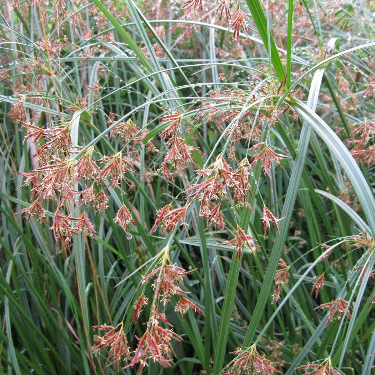 Sweet Galingale | Cyperus longus