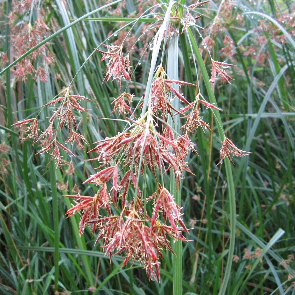 Sweet Galingale | Cyperus longus - Image 2