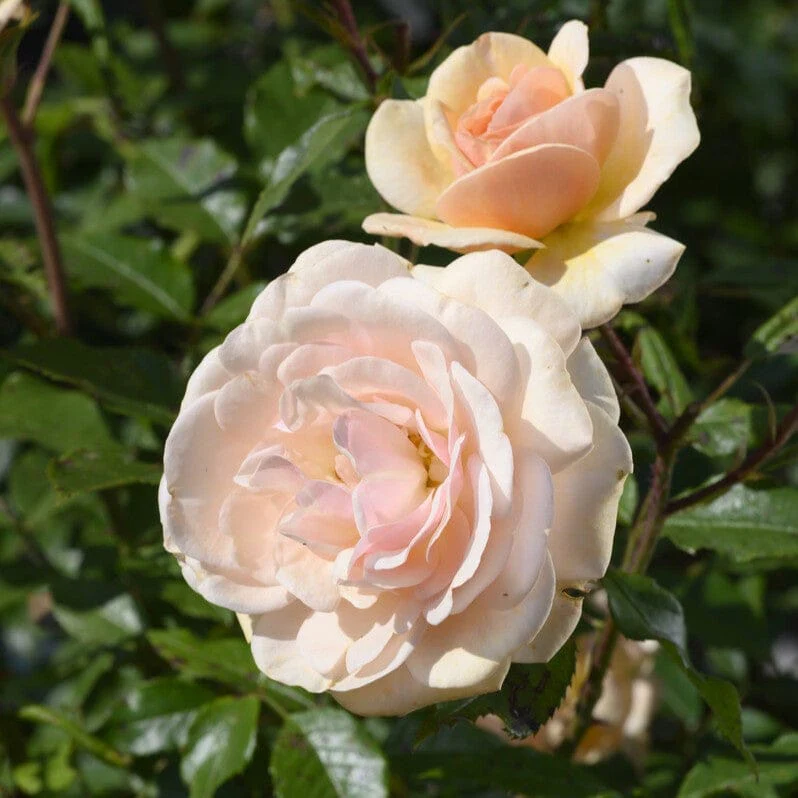 'Sweet Honey' Bush Rose