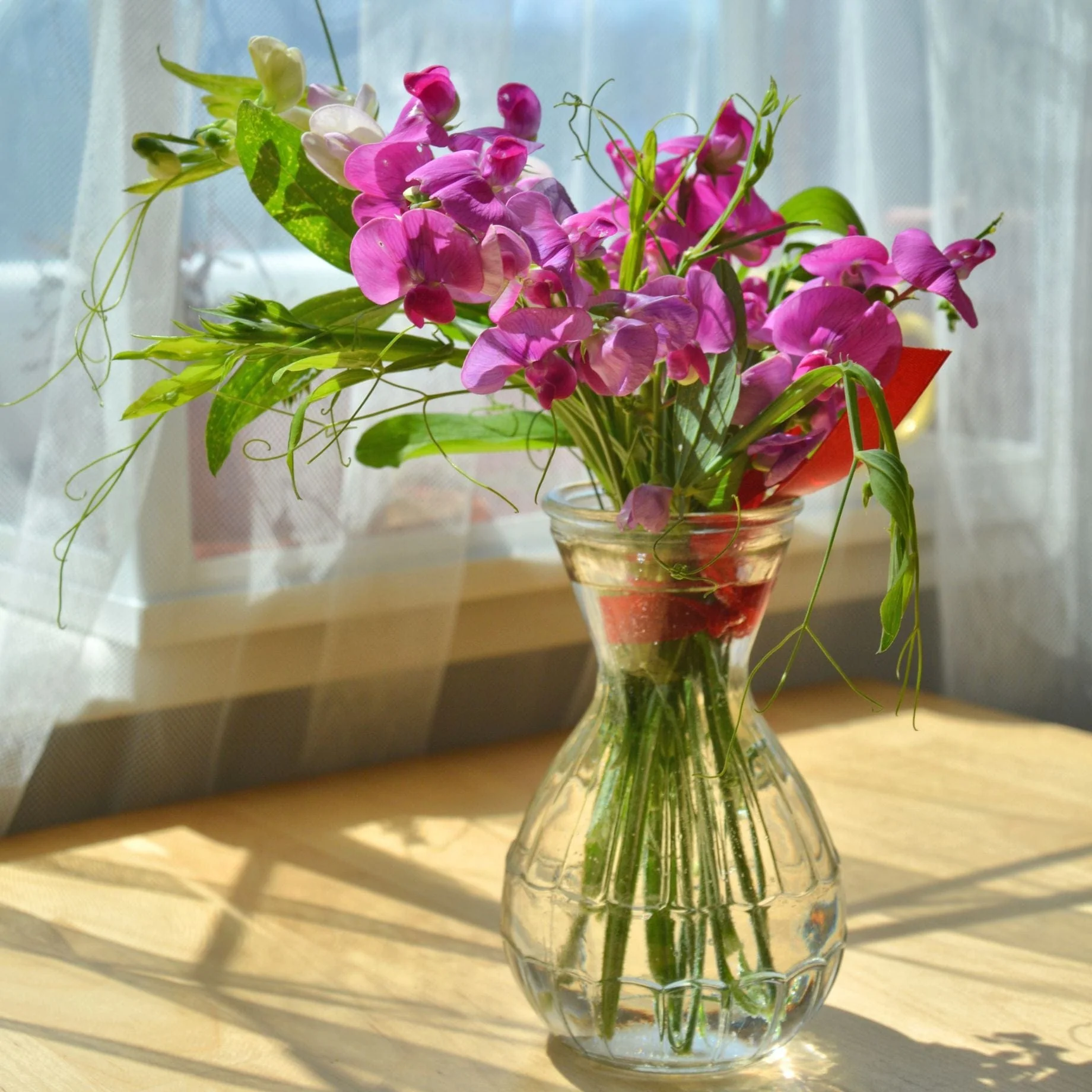 The Ultimate Sweet Pea Collection - Image 6