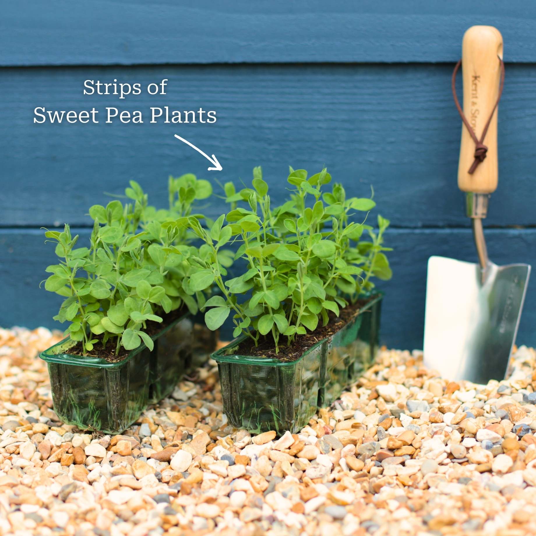 Spencer Sweet Pea Collection - Image 4