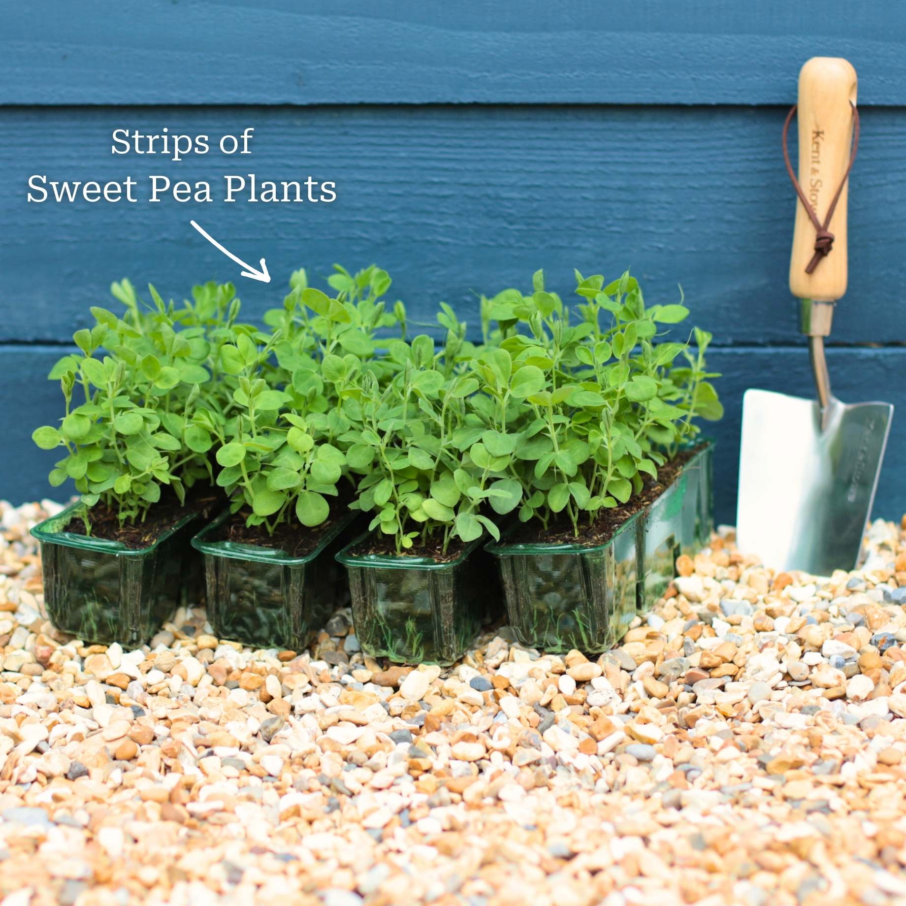 Spencer Sweet Pea Collection - Image 5